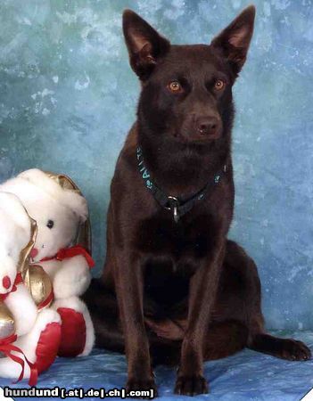 Australian Kelpie Hunde Foto 17647 in höherer Auflösung ansehen Australian Kelpie Callicoma Allegro
