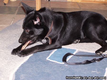 Australian Kelpie Hunde Foto 18632 in höherer Auflösung ansehen Australian Kelpie Mikka mit 9 Monaten