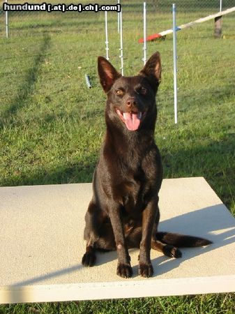 Australian Kelpie Hunde Foto 18501 in höherer Auflösung ansehen Australian Kelpie Lyric, 14 Monate