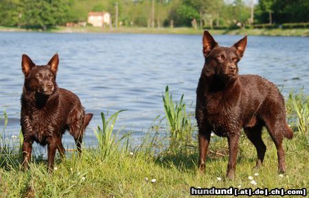 Australian Kelpie Terra und Darwin, Urlaub 2008 in Frankreich