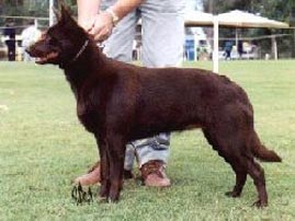 Australian Kelpie Hunde Foto 281 Australian Kelpie