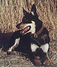 Australian Kelpie Hunde Foto 282 Australian Kelpie