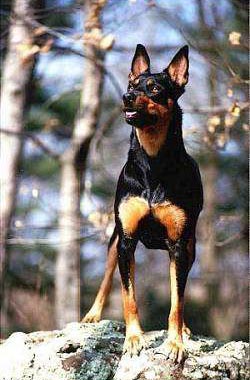 Australian Kelpie Hunde Foto 283 Australian Kelpie