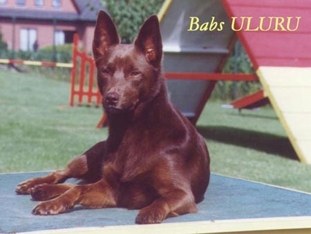 Australian Kelpie Hunde Foto 382 Australian Kelpie Babs