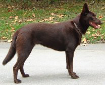 Australian Kelpie Hunde Foto 657 Australian Kelpie