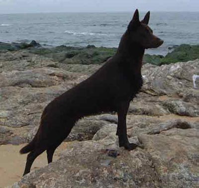 Australian Kelpie Hunde Foto 658 Australian Kelpie