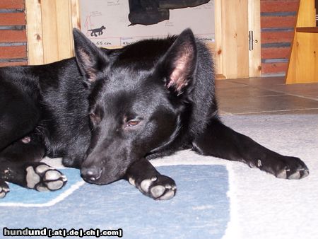 Australian Kelpie Hunde Foto 18631 in höherer Auflösung ansehen Australian Kelpie Mikka mit 9 Monaten