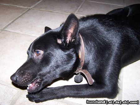 Australian Kelpie Hunde Foto 18635 in höherer Auflösung ansehen Australian Kelpie Mikka mit 9 Monaten
