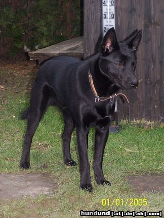 Australian Kelpie Hunde Foto 18637 in höherer Auflösung ansehen Australian Kelpie Mikka mit 9 Monaten