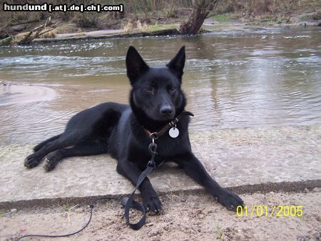 Australian Kelpie Hunde Foto 18581 in höherer Auflösung ansehen Australian Kelpie Mikka mit 9 Monaten