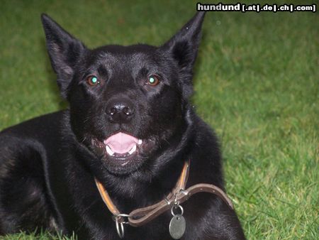 Australian Kelpie Hunde Foto 18638 in höherer Auflösung ansehen Australian Kelpie Mikka mit 9 Monaten
