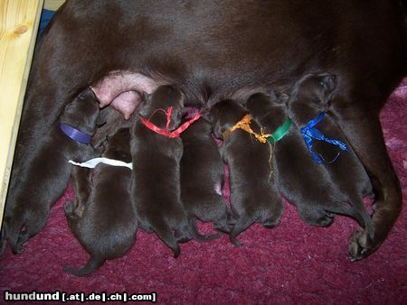 Australian Kelpie Hunde Foto 44437 in höherer Auflösung ansehen Australian Kelpie Unsere 7 Zwerge, 3 Tage alt