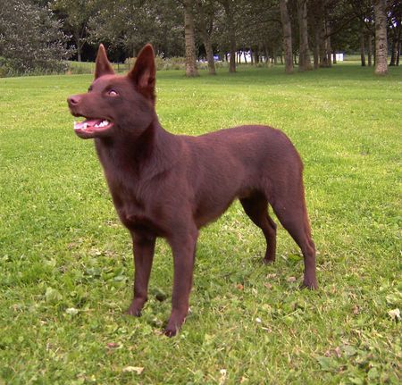 Australian Kelpie Yirr-ma Bashyr of the Two Chestnuts