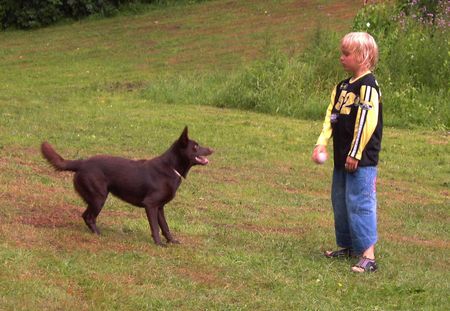 Australian Kelpie Hunde Foto 29994 Australian Kelpie Yirr-ma Bashyr of the Two Chestnuts