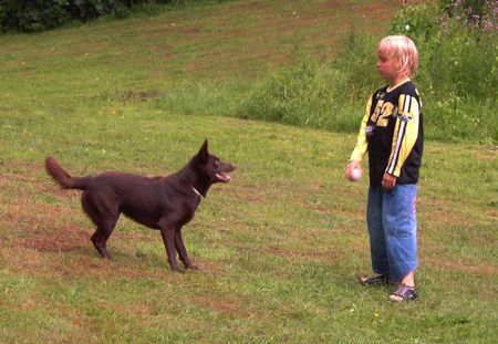 Australian Kelpie Yirr-ma Bashyr of the Two Chestnuts