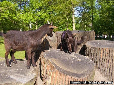 Australian Kelpie durda met geit Fay