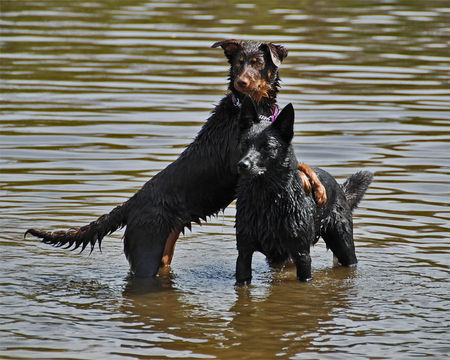 Australian Kelpie Aussie und Dillon, Tanzen oder Schwimmen?