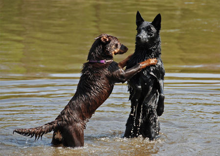 Australian Kelpie Aussie und Dillon, Darf ich zum Tanz bitten? 