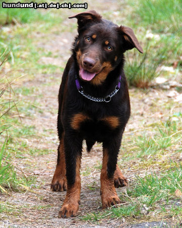 Australian Kelpie Aussie beim Kelpie verein wanderung