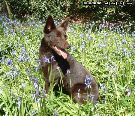 Australian Kelpie Hunde Foto 12738 Australian Kelpie Dutch Dynamite Daredevil Darla (Durda)