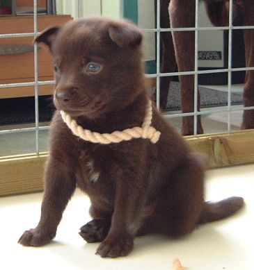 Australian Kelpie Hunde Foto 1053 Australian Kelpie Dutch Dynamite K1 Weibliche Welpe mit 30 Tage