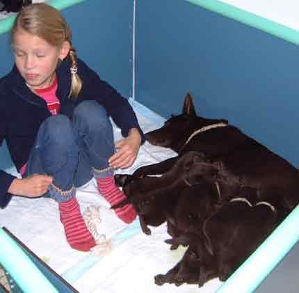 Australian Kelpie Hunde Foto 1040 Australian Kelpie Lotte mit Dutch Dynamite K1 Welpen und mutter am 26e Tag