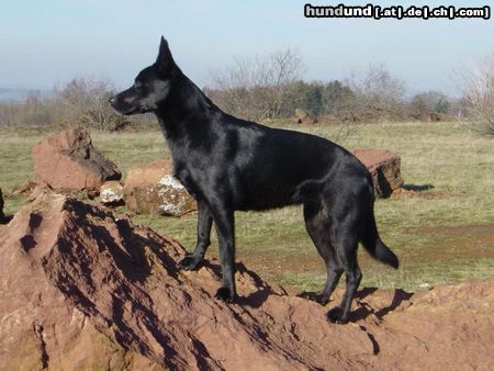 Australian Kelpie Hunde Foto 17656 in höherer Auflösung ansehen Australian Kelpie Chilli k/j Surprise Silke