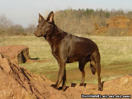 Australian Kelpie Hunde Foto 17655 in höherer Auflösung ansehen Australian Kelpie Chilli Rosaline Afra