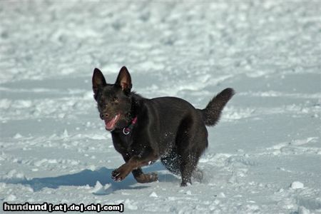 Australian Kelpie Hunde Foto 19209 in höherer Auflösung ansehen Australian Kelpie KLA Simply Xtra Special (Terra) Aus. Import nach Holland. Terra hier beim Hütearbeit im Schnee am 3e marz 2005