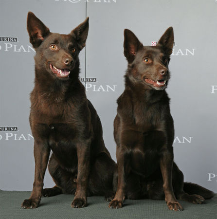 Australian Kelpie Hunde Foto 35389 Australian Kelpie Darwin & Terra, Weltsieger & Weltsiegerin '06