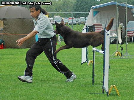 Australian Kelpie Nat. & Int. Ch. Dutch Dynamite Datildoo Darwin, wurde am 21 aug 2005 1e bei einem 