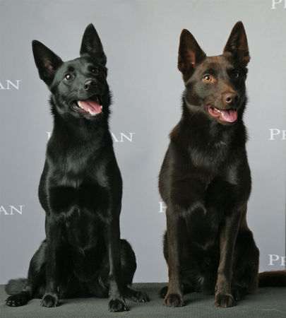 Australian Kelpie Hunde Foto 35390 Australian Kelpie Dido & Kaya 1 jahr am Weltsiegerschau '06