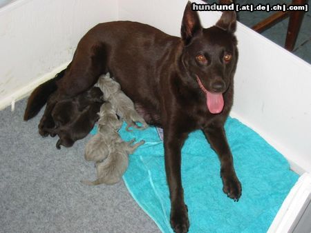 Australian Kelpie Hunde Foto 17612 in höherer Auflösung ansehen Australian Kelpie Calicoma Welpen