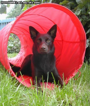 Australian Kelpie Hunde Foto 25172 in höherer Auflösung ansehen Australian Kelpie Callicoma Blitzen