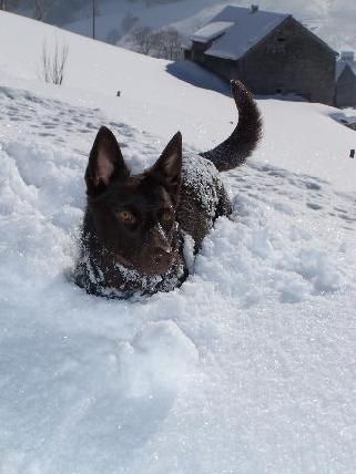 Australian Kelpie Flash in Wildhaus/Schweiz