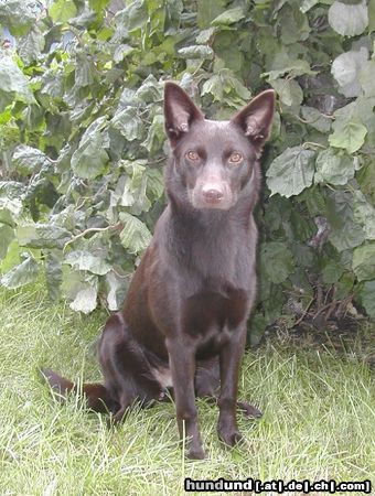 Australian Kelpie Callicoma Blitzen 