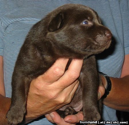 Australian Kelpie Hunde Foto 17609 in höherer Auflösung ansehen Australian Kelpie Flash, 2 Wochen alt