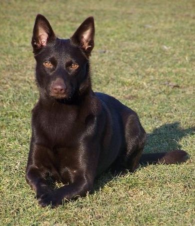 Australian Kelpie Callicoma Blitzen, 