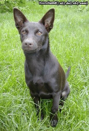 Australian Kelpie Hunde Foto 21462 in höherer Auflösung ansehen Australian Kelpie Flash, 4 Monate alt