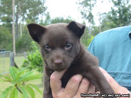 Australian Kelpie Hunde Foto 18258 in höherer Auflösung ansehen Australian Kelpie Flash, 4 1/2 Wochen