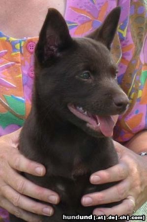 Australian Kelpie Hunde Foto 18569 in höherer Auflösung ansehen Australian Kelpie Flash, 7 Wochen alt