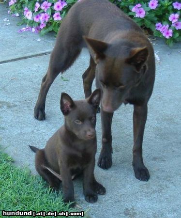 Australian Kelpie Hunde Foto 18525 in höherer Auflösung ansehen Australian Kelpie Flash, 7 Wochen alt mit ihrer älteren Schwester Lyric
