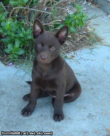Australian Kelpie Hunde Foto 18570 in höherer Auflösung ansehen Australian Kelpie Flash, 7 Wochen alt