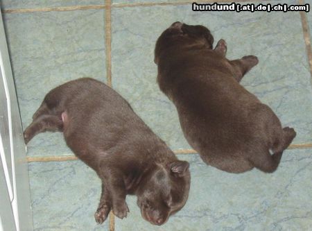 Australian Kelpie Hunde Foto 17610 in höherer Auflösung ansehen Australian Kelpie Flash, 2 Wochen alt