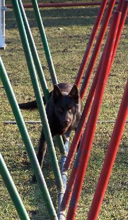 Australian Kelpie Flash beim Slalom üben