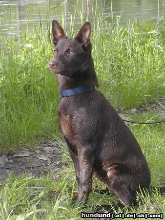 Australian Kelpie Flash nach dem Baden