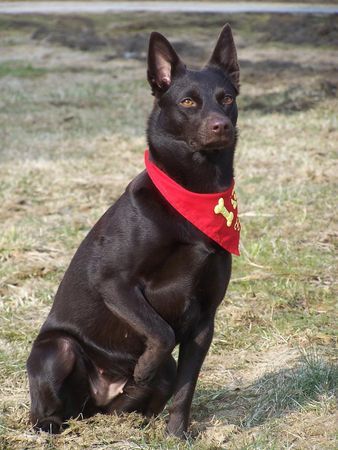 Australian Kelpie Flash, 2006