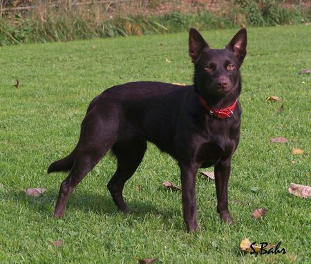 Australian Kelpie Australian Kelpie Callicoma Blitzen