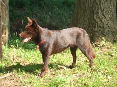 Australian Kelpie Gideon (Rüde)