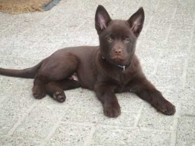 Australian Kelpie Hunde Foto 43416 Australian Kelpie Gideon (Welpe Rüde)